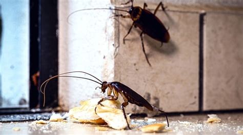 The Complete Cockroach Prevention Guide For Mckinney Homeowners