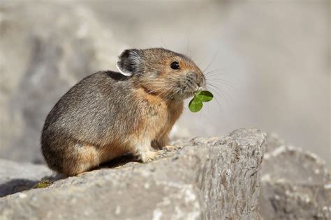 The Pika Is A Small Mammal With Short Limbs And Rounded Ears And No