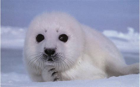 Baby Seal Wallpapers Top Free Baby Seal Backgrounds Wallpaperaccess
