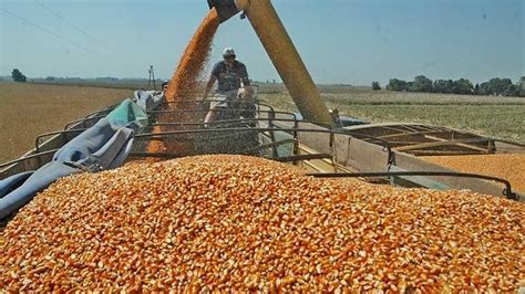 cierre a las exportaciones de maíz
