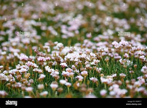 Moor Flowers Hi Res Stock Photography And Images Alamy