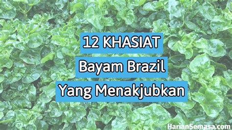 Bagaimana untuk melonggarkan daun bayam? Khasiat Bayam Brazil, 12 Manfaat Baik Untuk Kesihatan ...