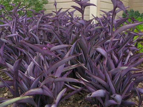 Tradescantia Pallida ‘purpurea Dm Color Express Drought Tolerant