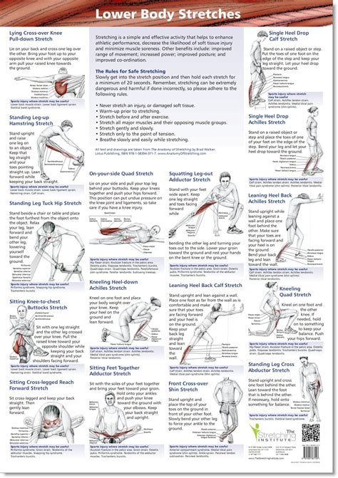 Anatomical Stretching Charts Set Of 3 Sports