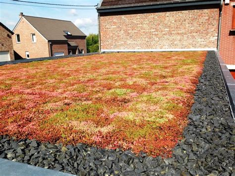 6 Facts Why Sedum Plants Are The Best Option For Extensive Green Roofs
