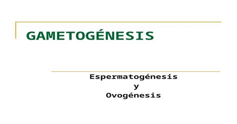 Download Ppt Powerpoint GametogÉnesis Espermatogénesis Y Ovogénesis