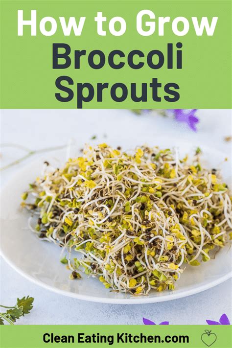 How To Grow Broccoli Sprouts Step By Step Guide Clean Eating Kitchen