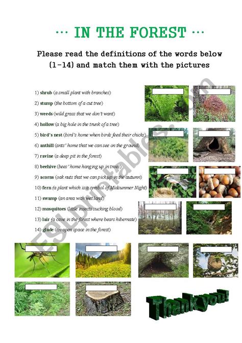 Forest Vocabulary Esl Worksheet By Niksailor