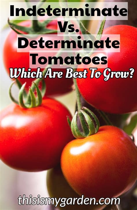 Indeterminate varieties continue to grow and produce tomatoes all along the stems throughout the growing season. Determinate Vs. Indeterminate Tomatoes - Not All Tomatoes ...