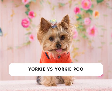 Yorkie Vs Yorkie Poo Dog Breed Comparison 2023 We Love Doodles