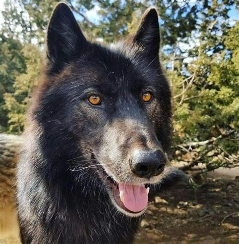 Black Wolf Wolf Dog Beautiful Wolves Wolf Hybrid