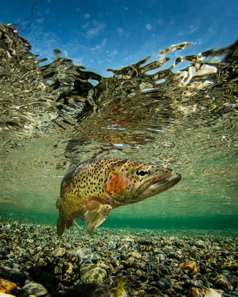 Underwater Salmon Photographs By Eiko Jones Photography Fishing