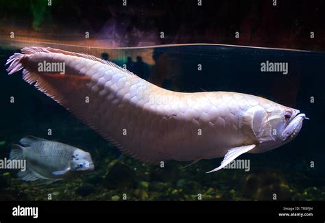 Albino Arowana Fish Silver Arowana Swimming In Tank Underwater