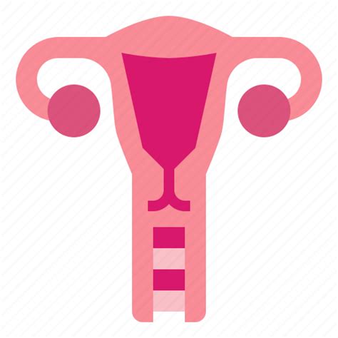 Female Reproductive System Png