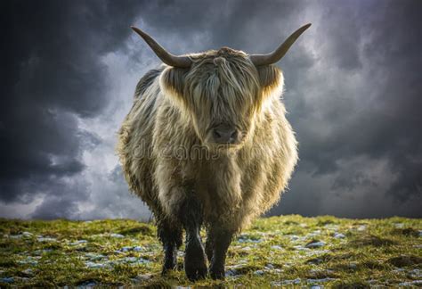 Scottish Highland Cow In Winter Stock Photo Image Of Cattle Field