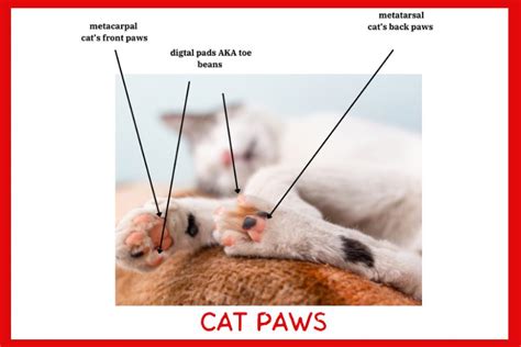 Everything You Wanted To Know About Cat Paws AKA Toe Beans 2023