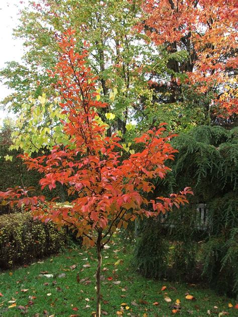The korean variety of this species is more rare than the japanese stewartia, and, as a result, more readily sought after. What Treasures Have Been Stolen by this Winter?