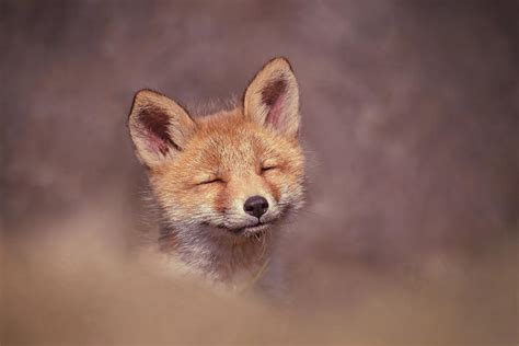 Cute Overload Series Need For Sweet Red Fox Kit Photograph By