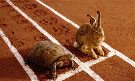 Image result for tortoise hare