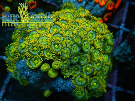 Live Corals For Sale Blue Earth Aquariums