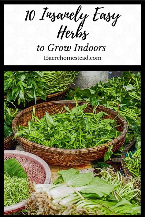 These Insanely Easy Herbs To Grow Indoors Will Provide A Year Round