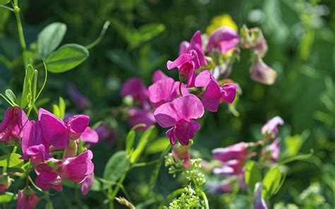 How To Grow Sweet Peas Sowing And Growing Instructions David Domoney