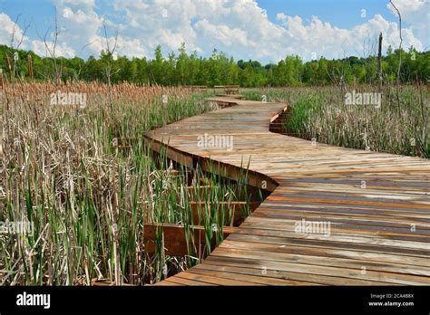 Footbridge Through Wetland Curvy Wooden Board Walk Across Marshland