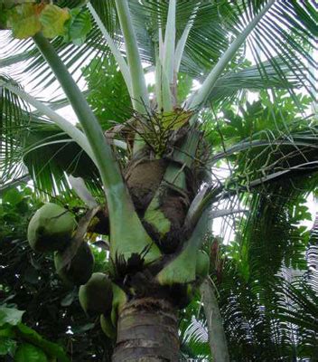 Plant Id Fruits Nuts Coconut Florida Master Gardener Volunteer