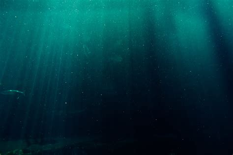 1000 Beautiful Deep Sea Photos · Pexels · Free Stock Photos