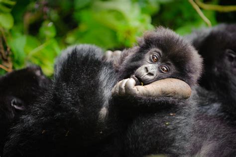 Los Gorilas También Adoptan A Crías Huérfanas Como Los Humanos Revela