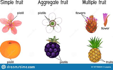 Different Types Of Fruits Simple Aggregate And Multiple Stock Vector