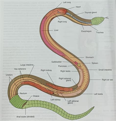 Snake Anatomy Diagram Quizlet