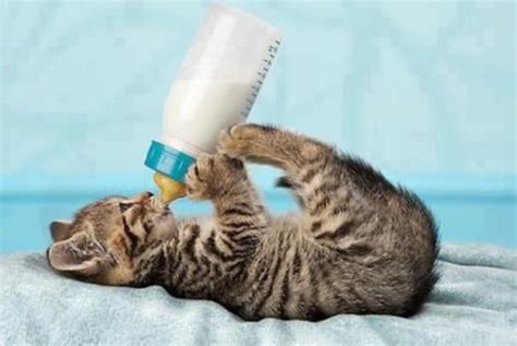 The Truth About Cats And Milk Meowingtons