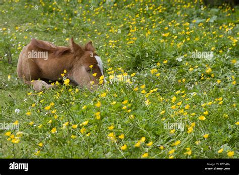 Baby Horse Hi Res Stock Photography And Images Alamy