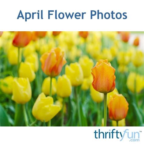April Flower Photos Thriftyfun