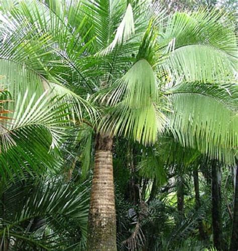 Majestic Palm Ravenea Rivularis Indoor Or Outdoor Plant In 200mm Pot