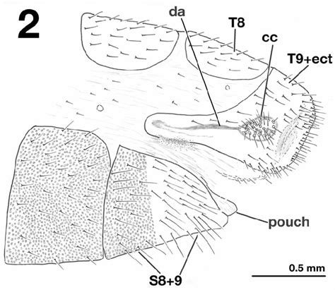 Leucochrysa Nodita Clepsydra Male Terminal Abdominal Segments
