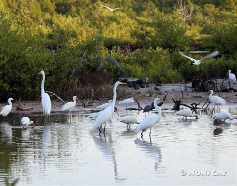 Water Birds And Sunrise Noni Cay Photography