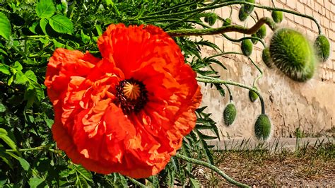 Poppies day photo & image | plants, fungi & lichens, decay, flowers ...