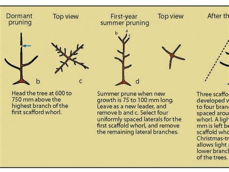 Systems leaders share three core capabilities: Shaping deciduous fruit trees for non-commercial growers ...