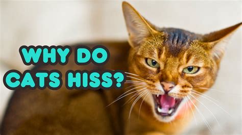 why do cats hiss 4 reasons why cats hiss cat hissing explained youtube
