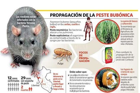 Brote De Peste Bubónica ¿qué Es La Peste Negra Y A Qué Se Debe El