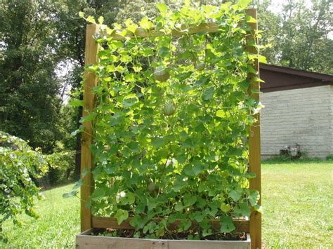 Growing Watermelon Cucumber And Melons Vertically