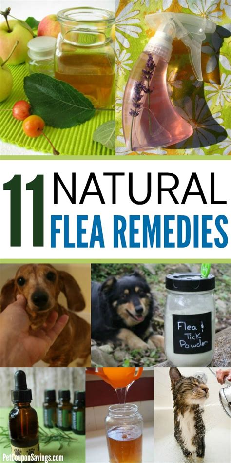 11 Natural Flea Remedies For Dogs And Cats Pet Coupon Savings