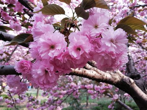 무료 이미지 체리 담홍색 봄 중국 꽃 피는 식물 꽃잎 나무 분기 벚꽃 우디 식물 자두 작은 가지 루스