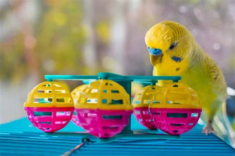 6 Budgie Toys Your Parakeet Will Love To Play With Psittacology