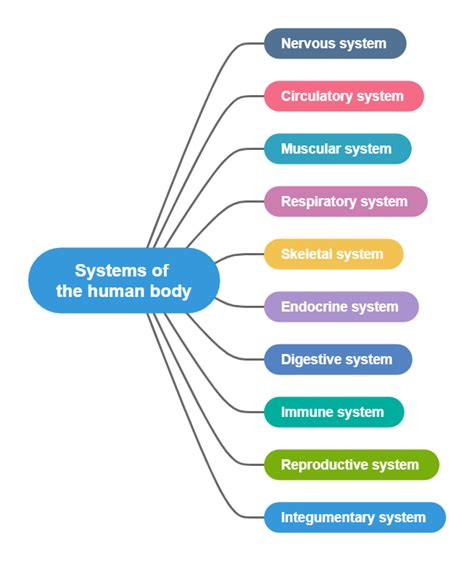 Systems Of Human Body Mind Map Edrawmind Gambaran
