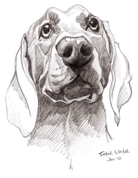 Dog Pencil Sketch Dog Art Animal Drawings Dog Sketch