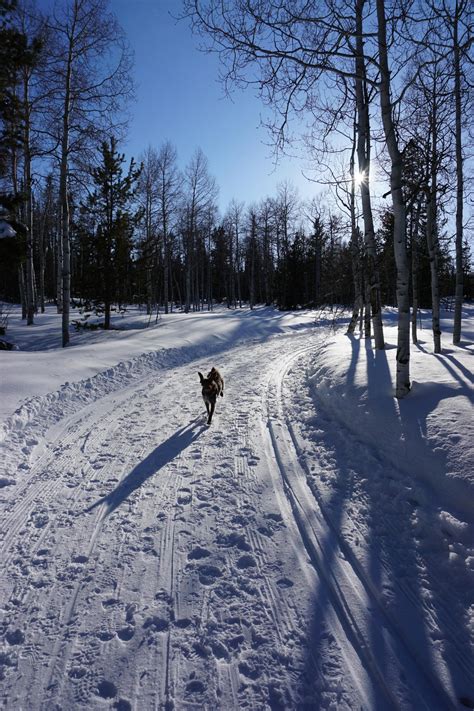 Abby Enjoying A Blue Bird Day Out Lily Lake Ski Area North Slope