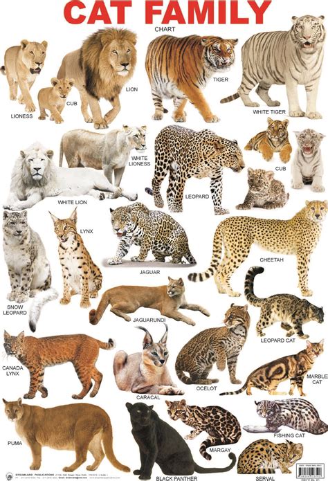 Wild Cats Species List Care About Cats